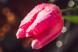 A gorgeous tulip after the rain